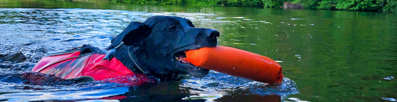 Un chien nage dans un lac avec le traceur CaniGPS